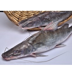Ayer/ Baung/ River Catfish/ Ayre