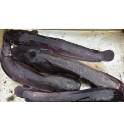 Magur Whole / Cat Fish (Ikan Lele)