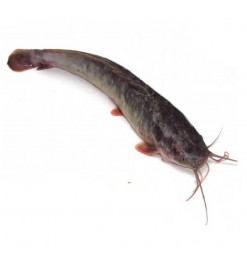 Ikan: Lele Cut (Hybrid - Thailand)