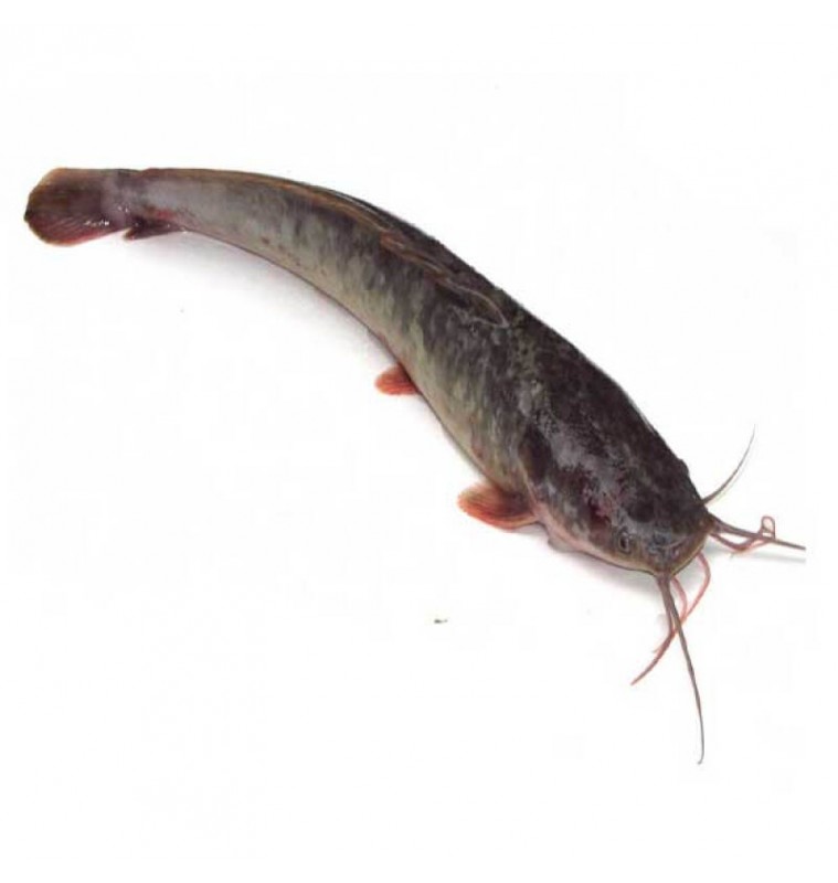 Ikan: Lele Cut (Hybrid - Thailand)