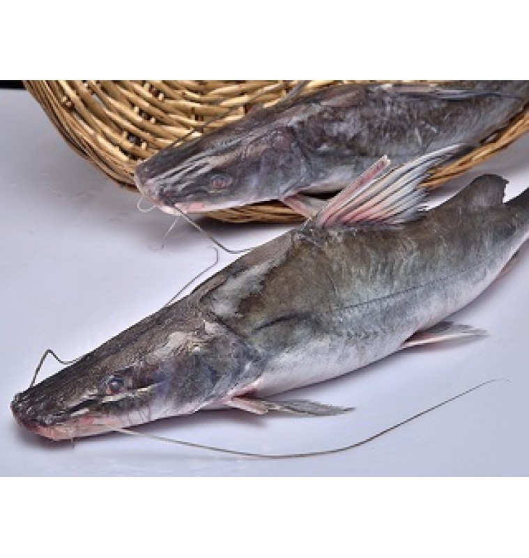 Ayer/ Baung/ River Catfish/ Ayre