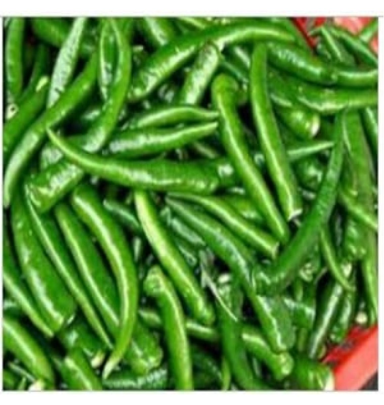 Green Chili / cabe hijau 500gm (BIG)