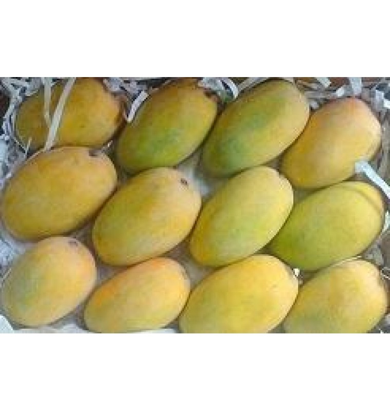 Chaunsa / Chosha Mango (Ripened) :: FRESH 5kg up