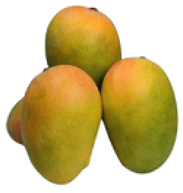 Mango Ripened / Mango Yellow KESAR  (FRESH) @ First in Season**  Paka Mango **