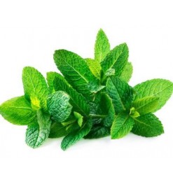 Mint Leaf / Pudina Fresh (Green)