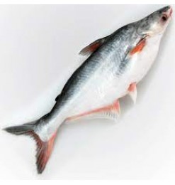 Pangash Whole Cut 5-7kg [Price Variable 750/kg] from River