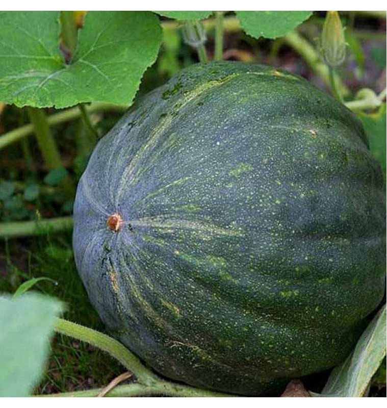 Deshi Green Pumpkin (Fresh) 