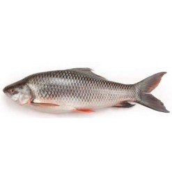 Rui / Ruhi / Rohu Fish (in Block)