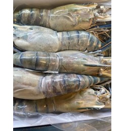 Shrimp  Golda Chingri  U 4~5pcs /500gm