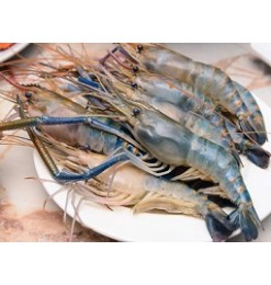 Shrimp U16-20 / Golda Chingri 500gm