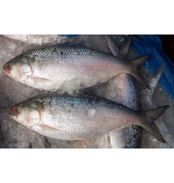 ငါးသလောက် /  Tenualosa ilisha 1200-1250gm/pc