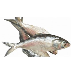 ငါးသလောက် /  Tenualosa ilisha 1600-1650gm/pc