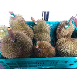 Young Jack Fruit (Fresh) Young Jack Fruit (Fresh)
