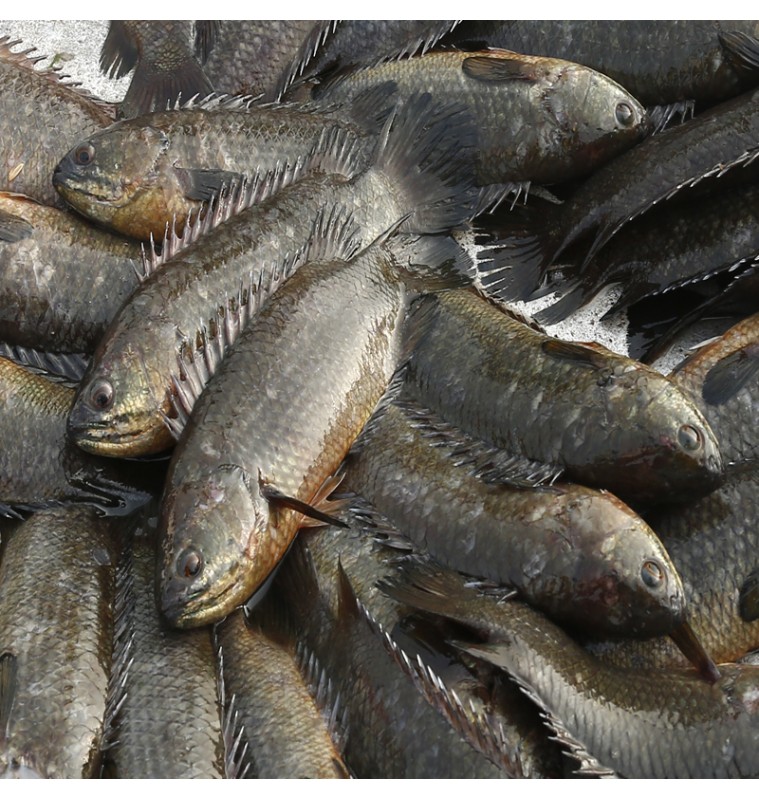 Koi Fish (6-8)Pcs BIG